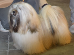 https://www.lhasaapso-ivepet.sk/preview/vyst_717.jpg