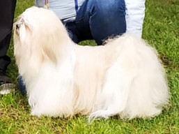 https://www.lhasaapso-ivepet.sk/preview/vyst_718.jpg