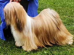 https://www.lhasaapso-ivepet.sk/preview/vyst_719.jpg