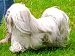 https://www.lhasaapso-ivepet.sk/preview/vyst_720.jpg