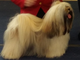 https://www.lhasaapso-ivepet.sk/preview/vyst_721.jpg