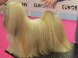 https://www.lhasaapso-ivepet.sk/preview/vyst_722.jpg