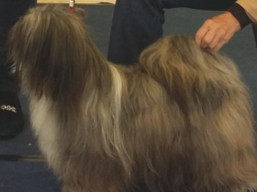 https://www.lhasaapso-ivepet.sk/preview/vyst_723.jpg