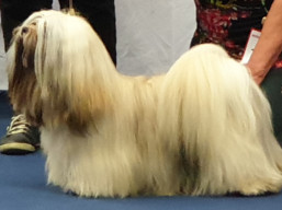 https://www.lhasaapso-ivepet.sk/preview/vyst_725.jpg