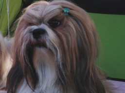 https://www.lhasaapso-ivepet.sk/preview/vyst_726.jpg