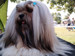 https://www.lhasaapso-ivepet.sk/preview/vyst_727.jpg