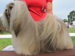 https://www.lhasaapso-ivepet.sk/preview/vyst_728.jpg
