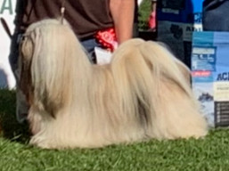 https://www.lhasaapso-ivepet.sk/preview/vyst_730.jpg