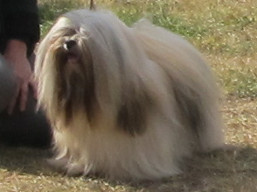 https://www.lhasaapso-ivepet.sk/preview/vyst_732.jpg
