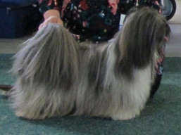 https://www.lhasaapso-ivepet.sk/preview/vyst_733.jpg