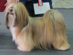 https://www.lhasaapso-ivepet.sk/preview/vyst_735.jpg