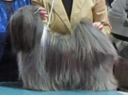 https://www.lhasaapso-ivepet.sk/preview/vyst_736.jpg