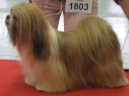 https://www.lhasaapso-ivepet.sk/preview/vyst_737.jpg