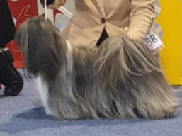 https://www.lhasaapso-ivepet.sk/preview/vyst_738.jpg
