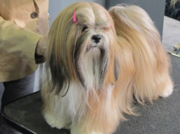 https://www.lhasaapso-ivepet.sk/preview/vyst_739.jpg