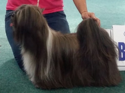 C.I.B. GRETA GARBO Ivepet, Lhasa Apso