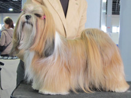C.I.B. HÉRA Ivepet, Lhasa Apso