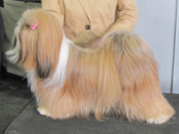 https://www.lhasaapso-ivepet.sk/preview/vyst_746.jpg