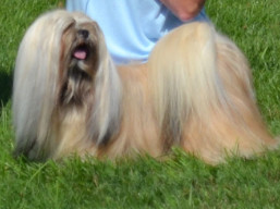 https://www.lhasaapso-ivepet.sk/preview/vyst_747.jpg