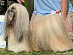 https://www.lhasaapso-ivepet.sk/preview/vyst_749.jpg