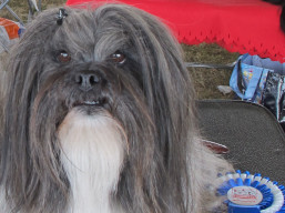 https://www.lhasaapso-ivepet.sk/preview/vyst_750.jpg