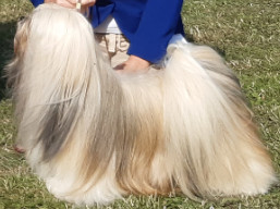 https://www.lhasaapso-ivepet.sk/preview/vyst_751.jpg