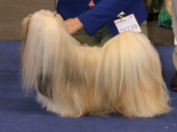 https://www.lhasaapso-ivepet.sk/preview/vyst_753.jpg