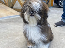 https://www.lhasaapso-ivepet.sk/preview/vyst_755.jpg