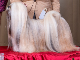 https://www.lhasaapso-ivepet.sk/preview/vyst_756.jpg