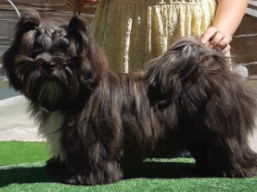 https://www.lhasaapso-ivepet.sk/preview/vyst_757.jpg