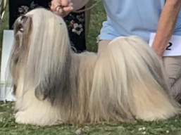 https://www.lhasaapso-ivepet.sk/preview/vyst_759.jpg