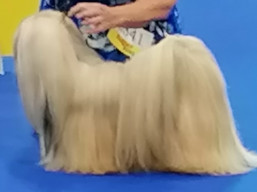 https://www.lhasaapso-ivepet.sk/preview/vyst_760.jpg