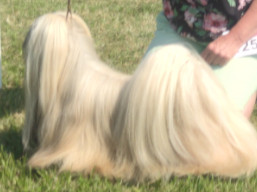https://www.lhasaapso-ivepet.sk/preview/vyst_762.jpg