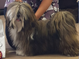 https://www.lhasaapso-ivepet.sk/preview/vyst_764.jpg