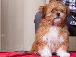 https://www.lhasaapso-ivepet.sk/preview/vyst_766.jpg