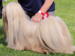 https://www.lhasaapso-ivepet.sk/preview/vyst_767.jpg