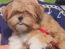 https://www.lhasaapso-ivepet.sk/preview/vyst_768.jpg