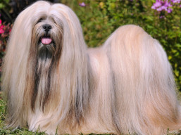 https://www.lhasaapso-ivepet.sk/preview/vyst_769.jpg