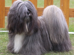 https://www.lhasaapso-ivepet.sk/preview/vyst_774.jpg