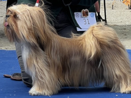 https://www.lhasaapso-ivepet.sk/preview/vyst_775.jpg