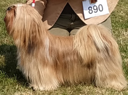 https://www.lhasaapso-ivepet.sk/preview/vyst_777.jpg