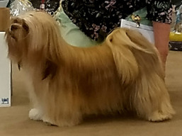 https://www.lhasaapso-ivepet.sk/preview/vyst_778.jpg