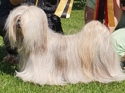 https://www.lhasaapso-ivepet.sk/preview/vyst_779.jpg