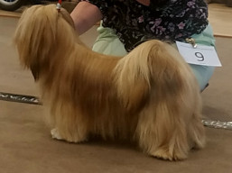 https://www.lhasaapso-ivepet.sk/preview/vyst_780.jpg