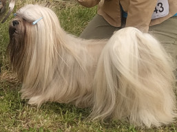 https://www.lhasaapso-ivepet.sk/preview/vyst_781.jpg