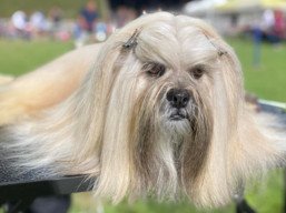 https://www.lhasaapso-ivepet.sk/preview/vyst_782.jpg