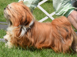 https://www.lhasaapso-ivepet.sk/preview/vyst_783.jpg