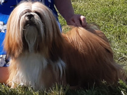 https://www.lhasaapso-ivepet.sk/preview/vyst_785.jpg