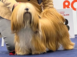 https://www.lhasaapso-ivepet.sk/preview/vyst_786.jpg
