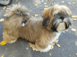 https://www.lhasaapso-ivepet.sk/preview/vyst_787.jpg